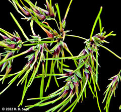 Poa bulbosa