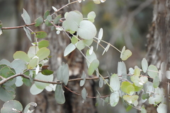 Eucalyptus nortonii