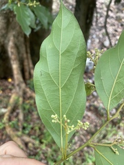 Cryptocarya triplinervis riparia