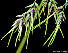 Poa bulbosa