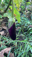 Solanum melongena