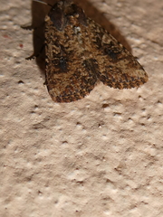 Mythimna languida