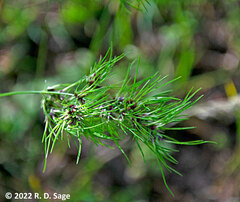 Poa bulbosa