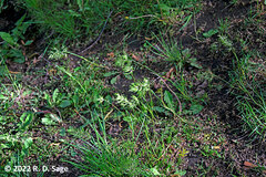 Poa bulbosa