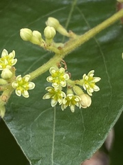 Cryptocarya triplinervis riparia