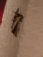 Mythimna languida