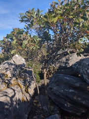 Eucalyptus serraensis