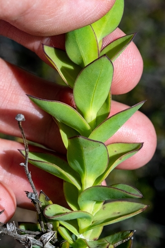 Image of Roundleaf Boneseed by (c) magriet b, some rights reserved (CC BY-SA)