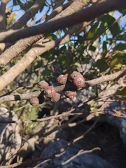 Eucalyptus serraensis