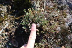 Polygonum bolanderi