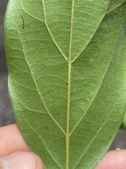 Cryptocarya triplinervis riparia