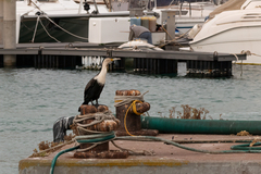 Phalacrocorax carbo lucidus
