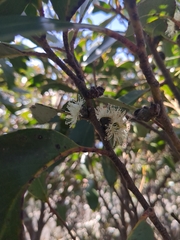 Eucalyptus serraensis