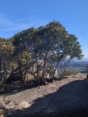 Eucalyptus serraensis