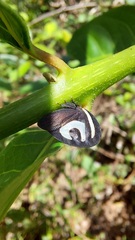 Membracis foliatafasciata