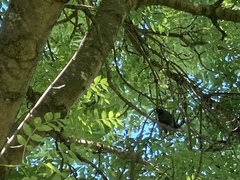 Rhipidura fuliginosa fuliginosa