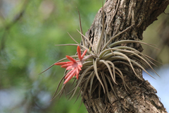 Tillandsia tenuifolia