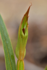 Pterostylis cardiostigma