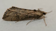 Evergestis isatidalis