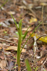 Pterostylis cardiostigma