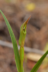 Pterostylis cardiostigma