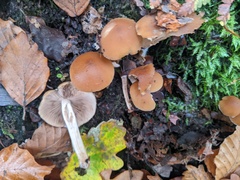 Psathyrella