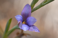 Thelymitra nervosa