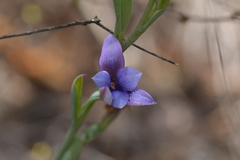 Thelymitra nervosa