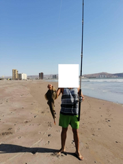 Pseudobatos planiceps