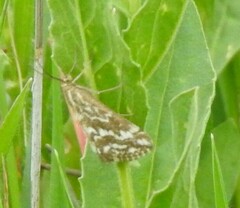 Evergestis frumentalis