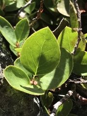 Gaultheria humifusa
