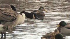 Anas rubripes × platyrhynchos