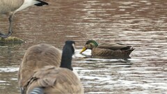 Anas rubripes × platyrhynchos