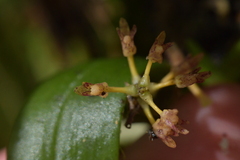 Drymoanthus adversus