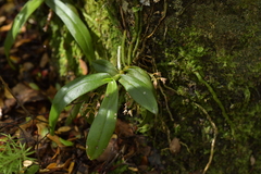 Drymoanthus adversus