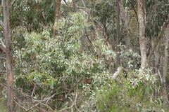 Eucalyptus nortonii