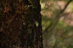 Drymoanthus adversus