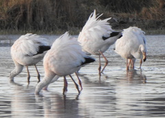 Phoenicoparrus jamesi