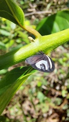 Membracis foliatafasciata