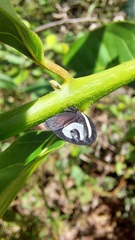 Membracis foliatafasciata