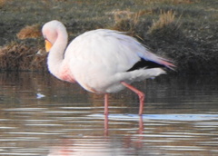 Phoenicoparrus jamesi