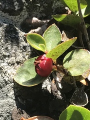Gaultheria humifusa
