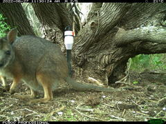 Notamacropus eugenii