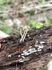 Simocybe centunculus