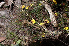 Bossiaea buxifolia