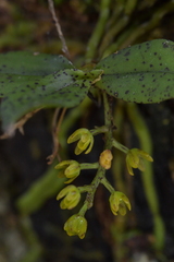 Drymoanthus flavus
