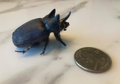 Strategus aloeus