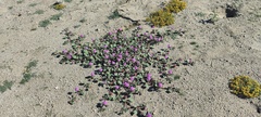 Abronia villosa villosa