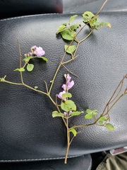 Prostanthera melissifolia