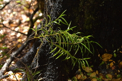 Dendrobium cunninghamii
